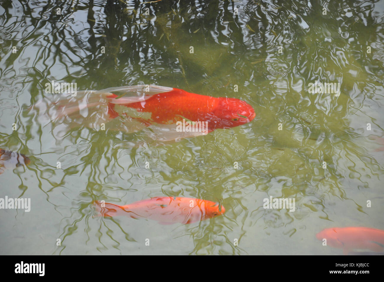 Goldfishes in an artificial lake Stock Photo