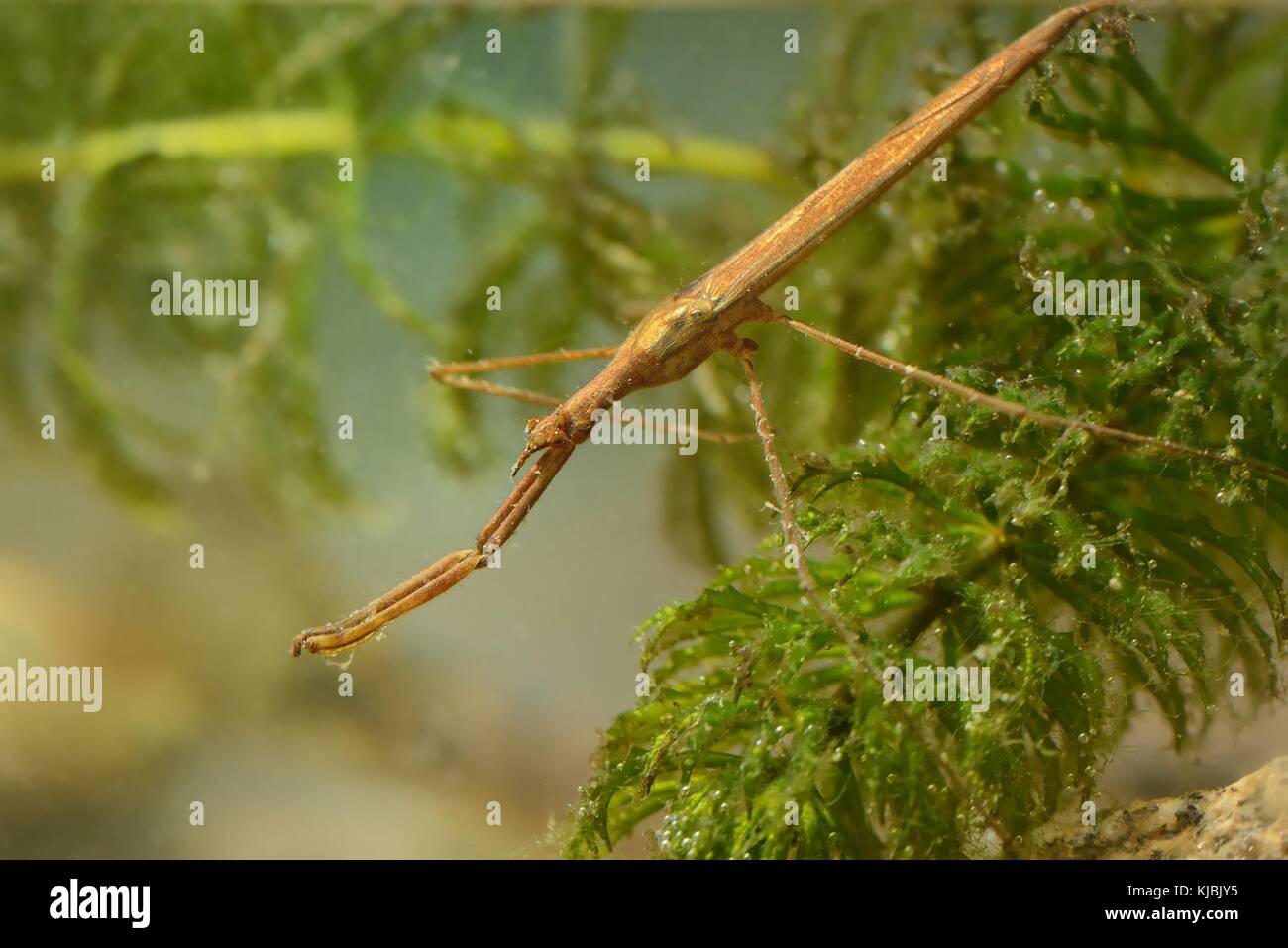 Water Stick Insect - Ranatra linearis under water Stock Photo