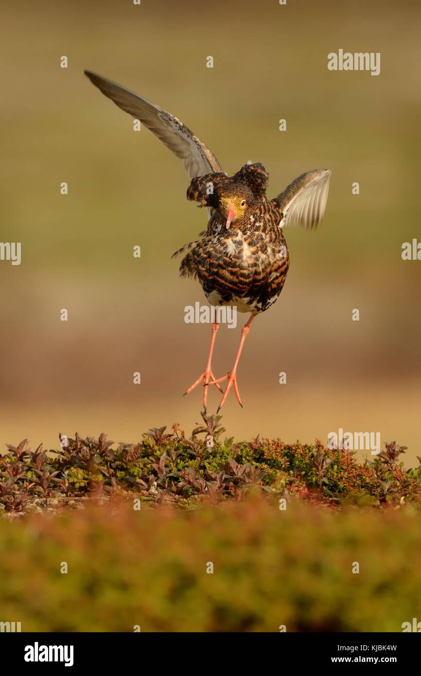Red orange and black ruff hi-res stock photography and images - Alamy