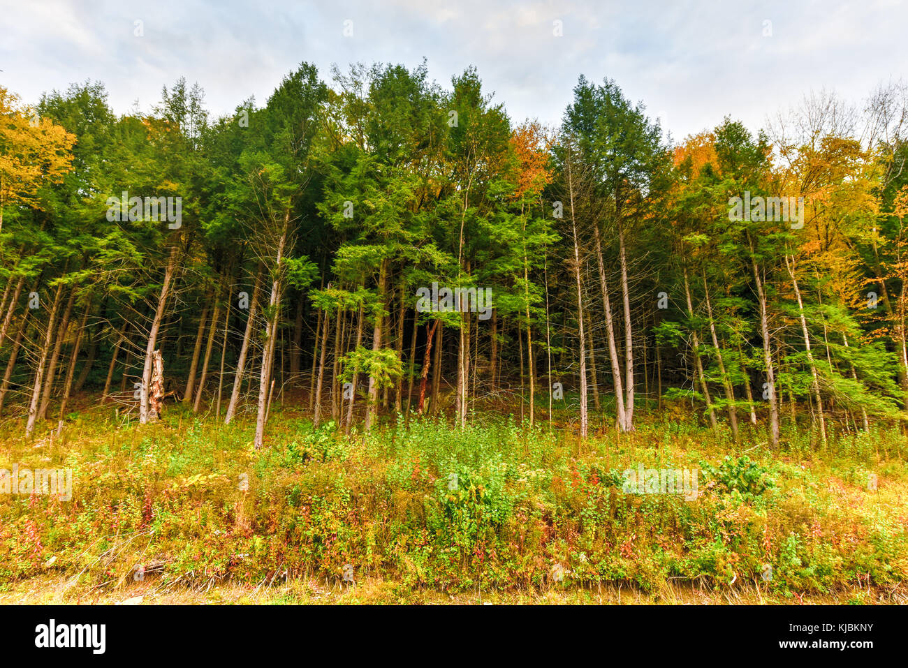 Peak fall foliage in Vermont against a dramatic sky Stock Photo Alamy