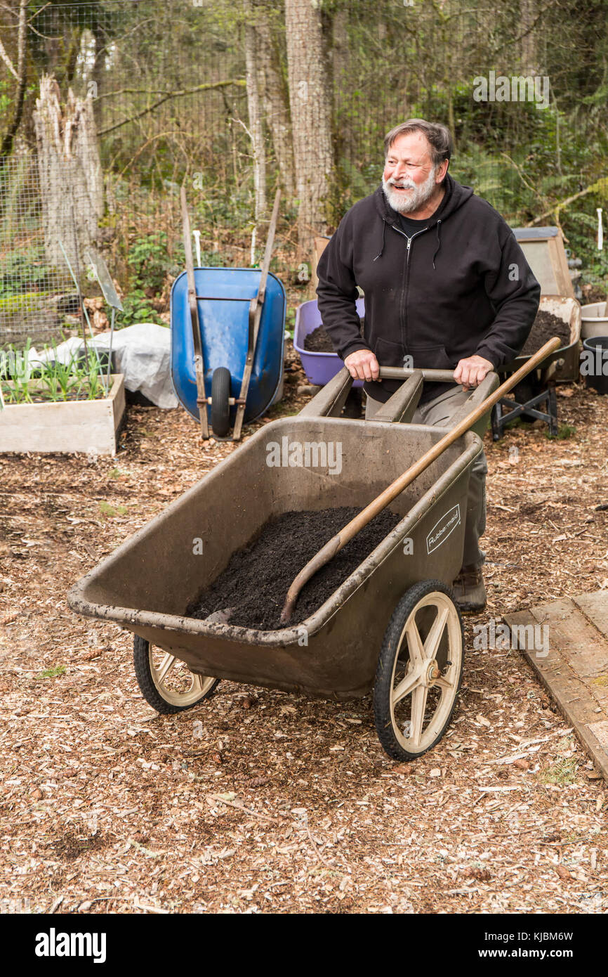 Man pushing a wheelbarrow of compost for springtime soil preparation in a community garden in Isssaquah, Washington, USA Stock Photo