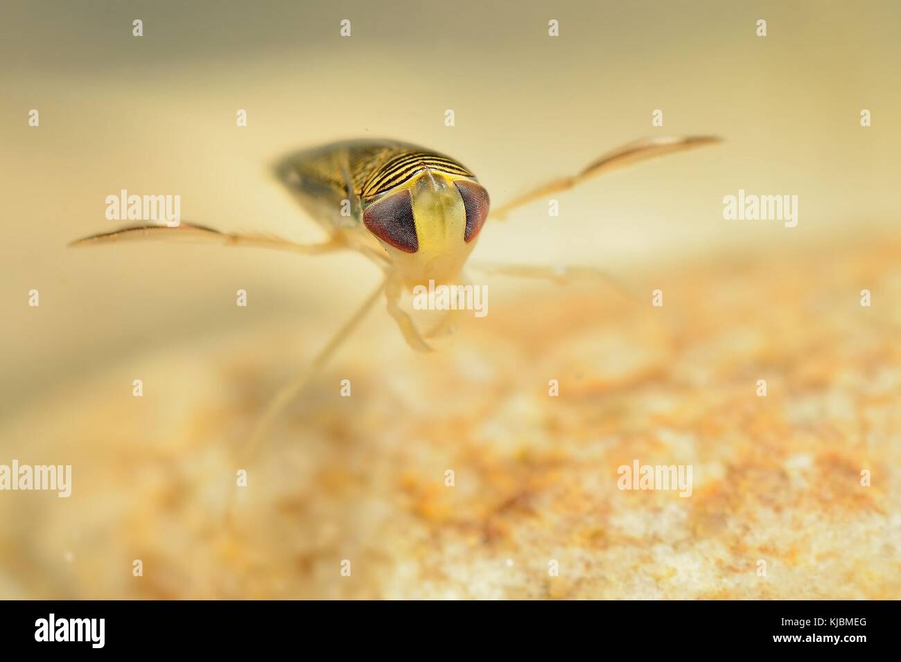 The water boatman (Sigara lateralis) captured under water. The water-dwelling insect close up on the stone. Stock Photo