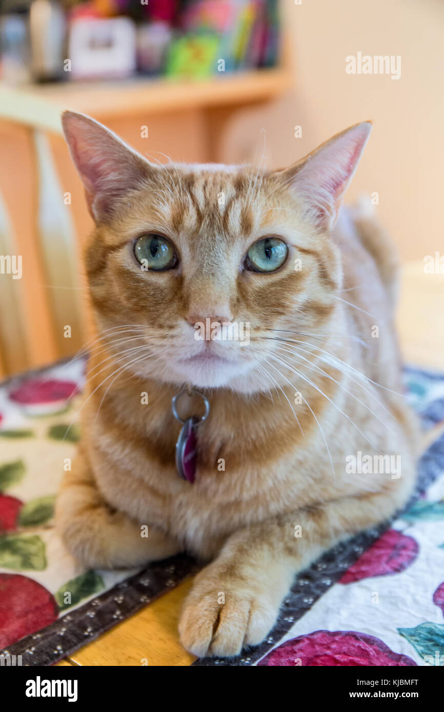 Naughty house cat reclining on the kitchen table Stock Photo