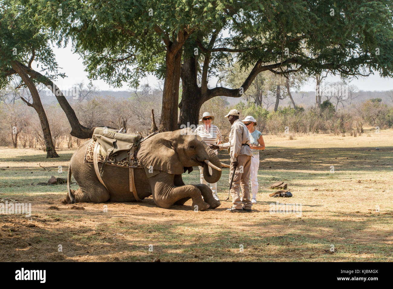 Tourist women interacting with an elephant handler beside resting elephant near Victoria Falls