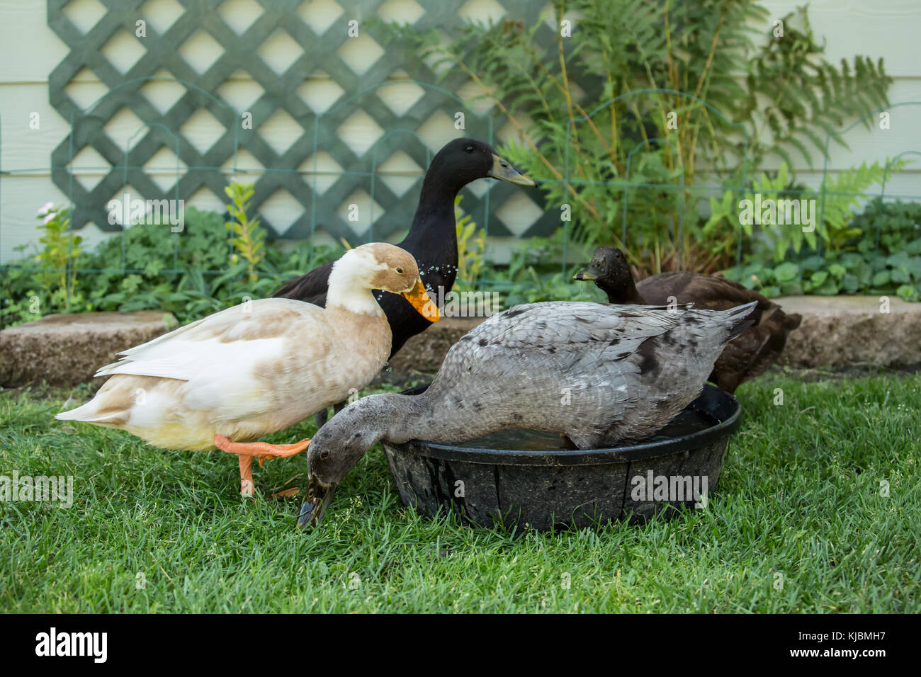 Four types of Indian Runner ducks (Anas platyrhynchos domesticus): White and Fawn, black, chocolate and blue.  They are an unusual breed of domestic d Stock Photo