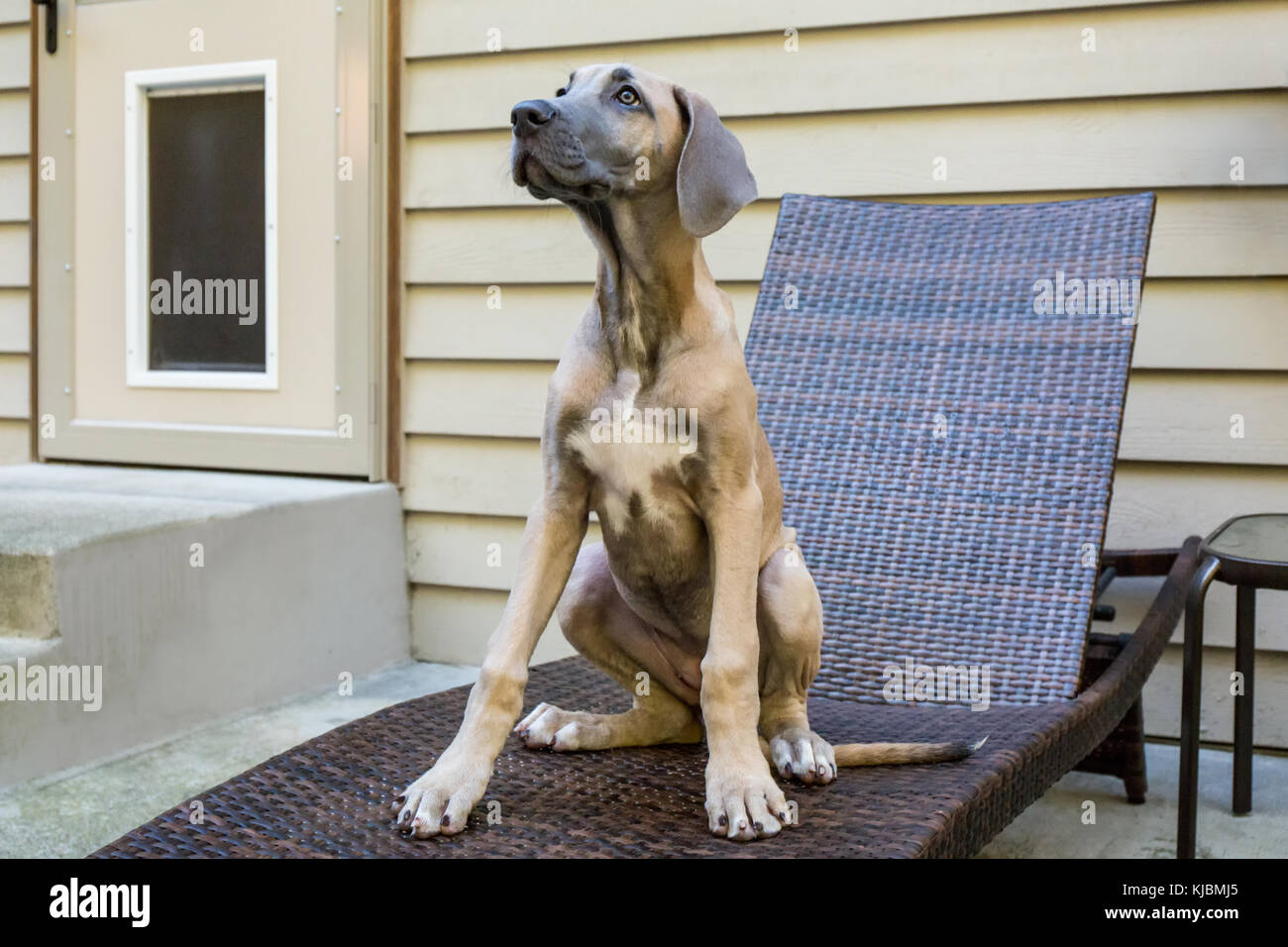 Doggie Door Stock Photos Doggie Door Stock Images Alamy
