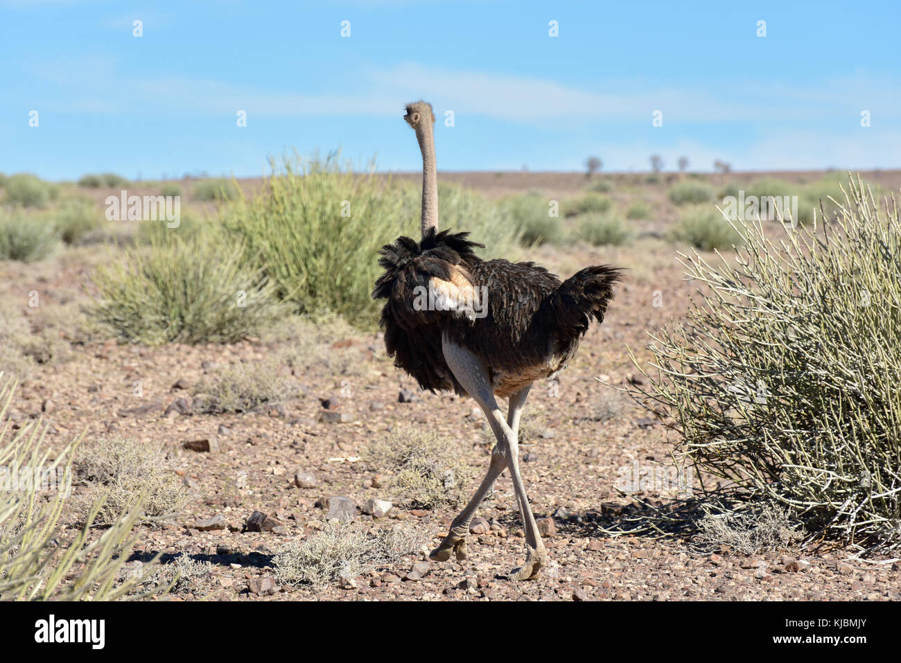 Ostrich in the Fish River Canyon in Namibia, Africa. It is the largest ...