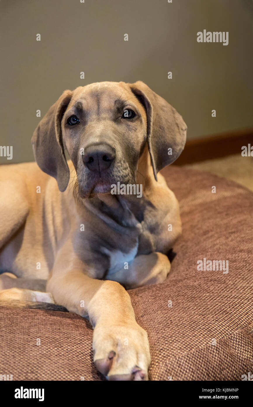 Great dane feet hi res stock photography and images Alamy