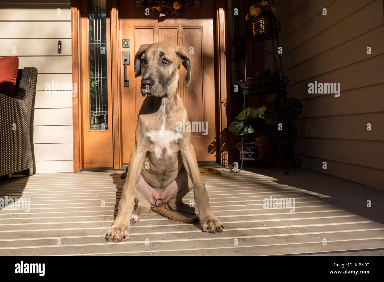 Great Dane puppy 'Evie' sitting on her front porch in Issaquah, Washington, USA Stock Photo