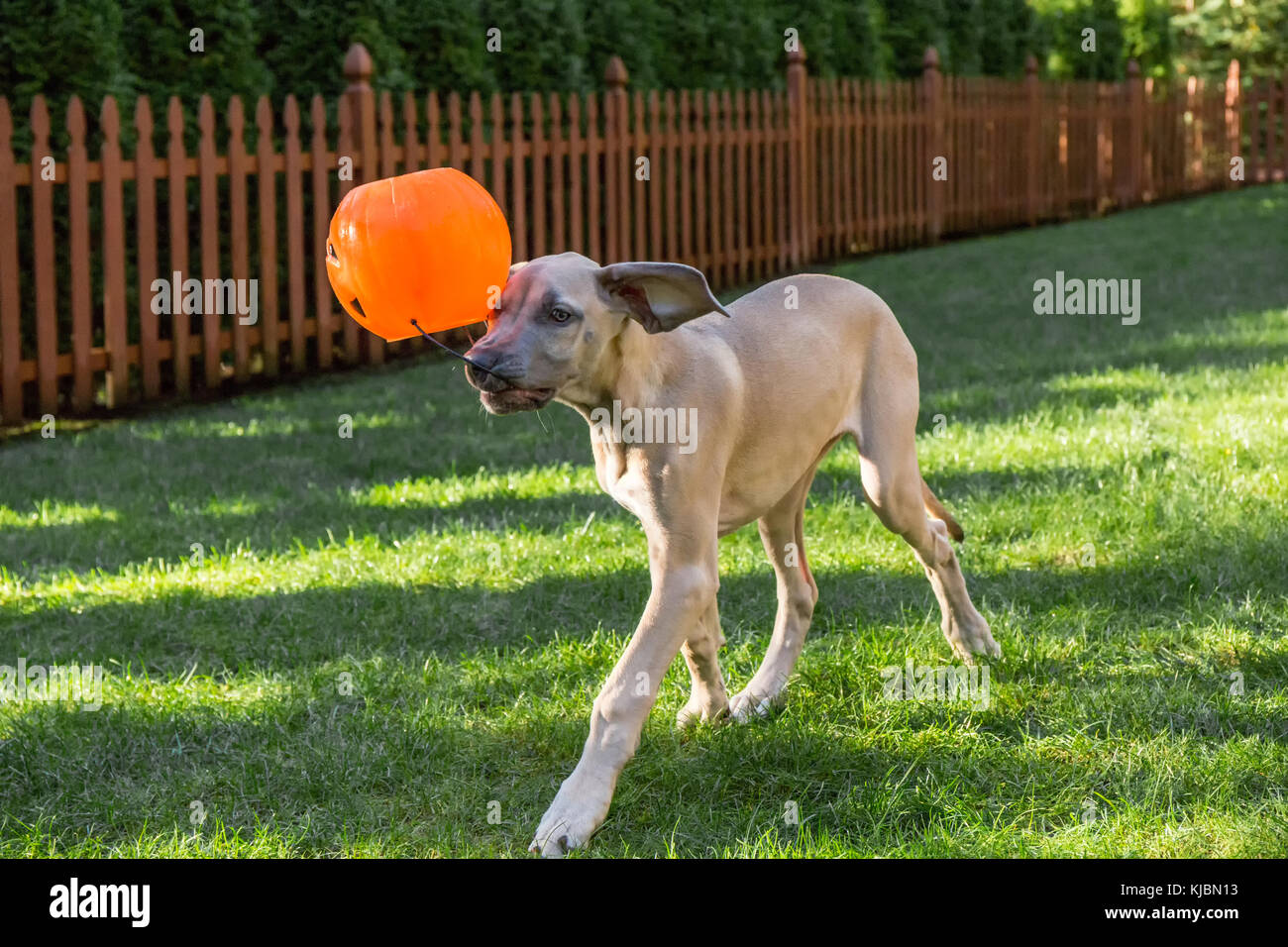 Great Dane puppy "Evie" playing with her favorite toy, a plastic trick