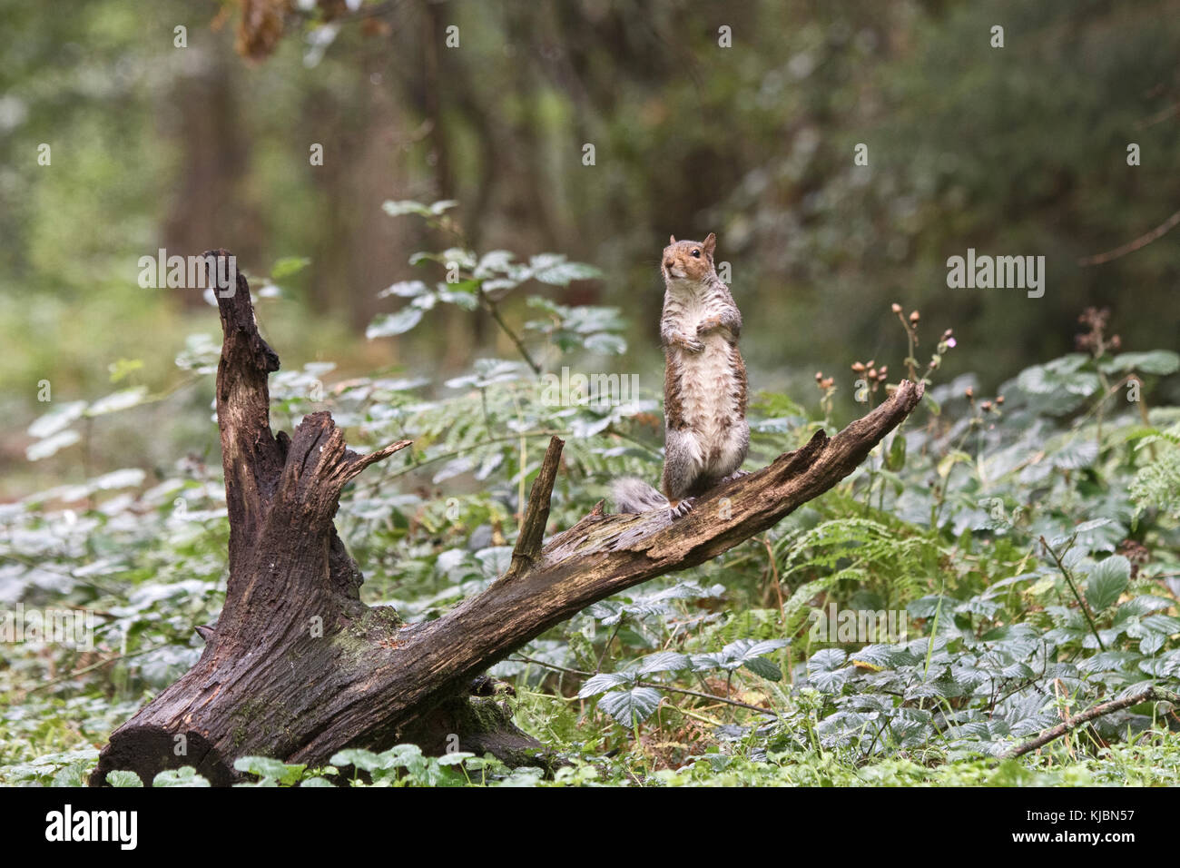 Grey Squirrel  Sciurus carolinensis in woodland Norfolk late summer Stock Photo
