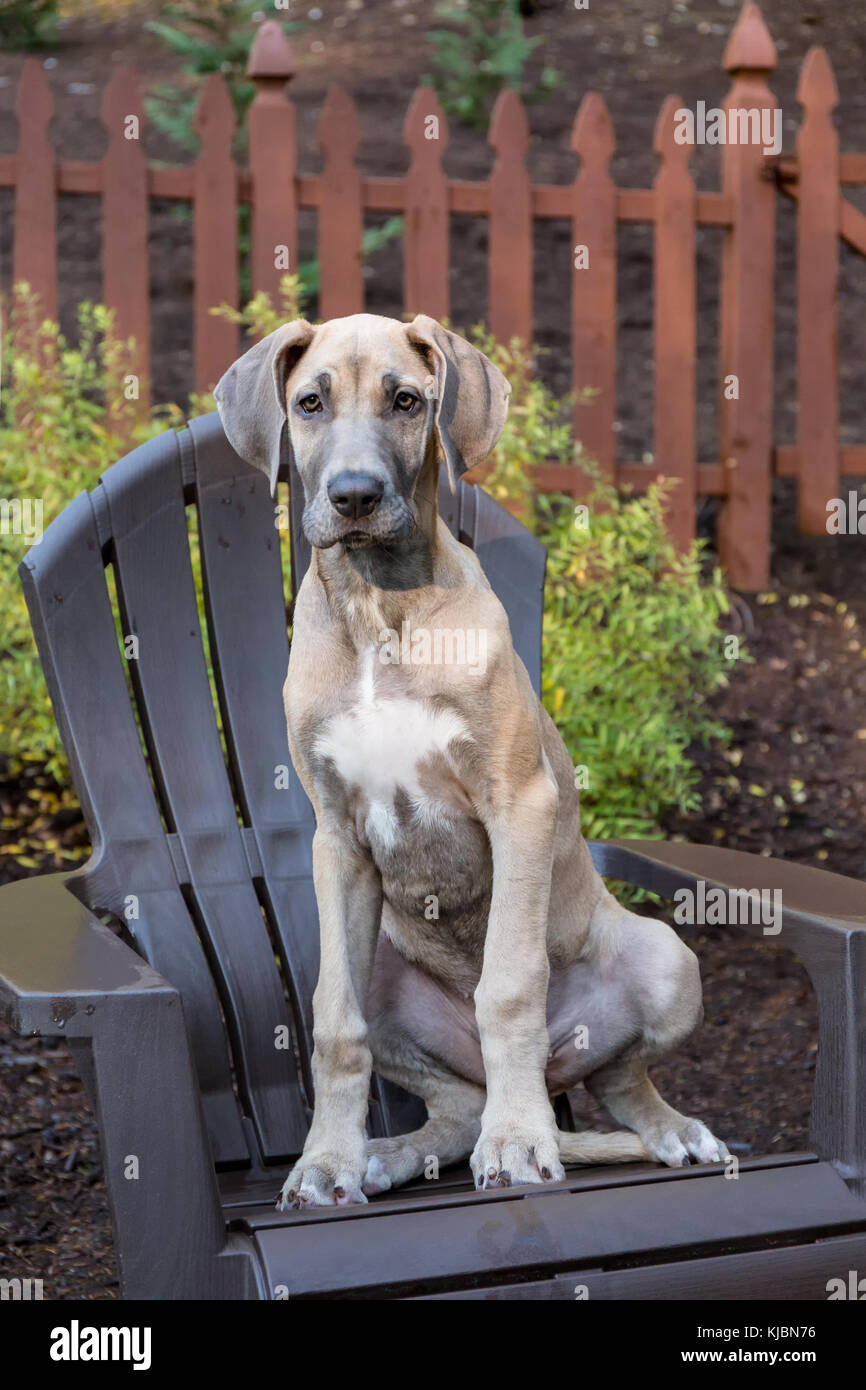 Great dane dog on chair hires stock photography and images Alamy