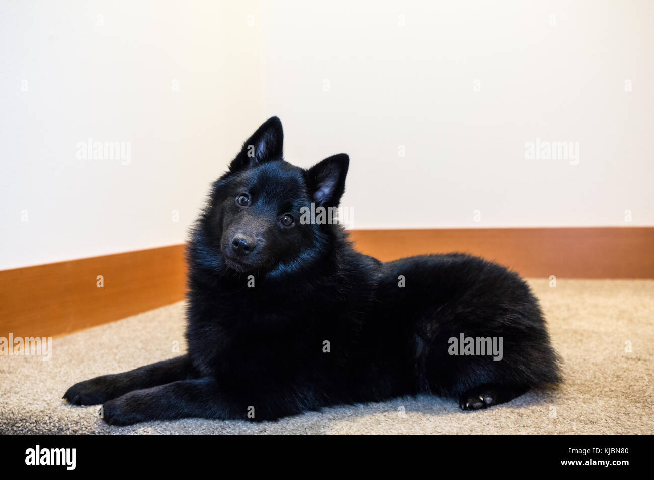 Schipperke puppy 'Cash' reclining on a stairwell landing in Maple Valley, Washington, USA Stock Photo