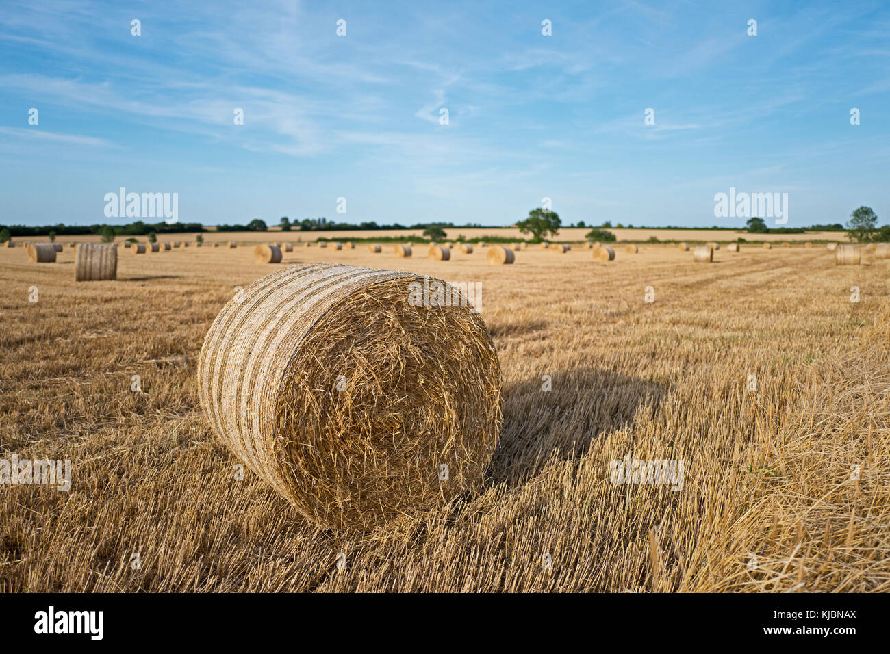 Hay bales at harvest near Thursford Norfolk August Stock Photo