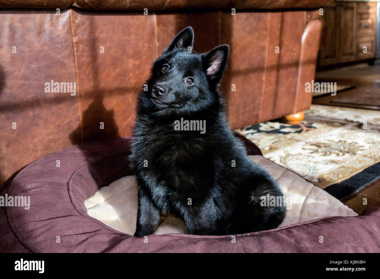 Schipperke puppy 'Cash' sitting in his bed in Maple Valley, Washington, USA Stock Photo