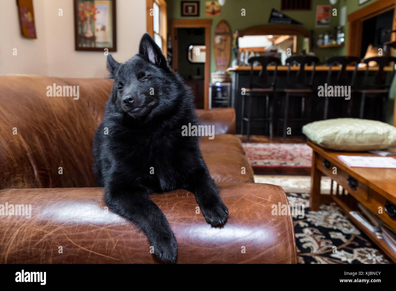 Humorous Schipperke puppy 'Cash' with closed eyes and a goofy expression resting on a sofa in his home in Maple Valley, Washington, USA Stock Photo