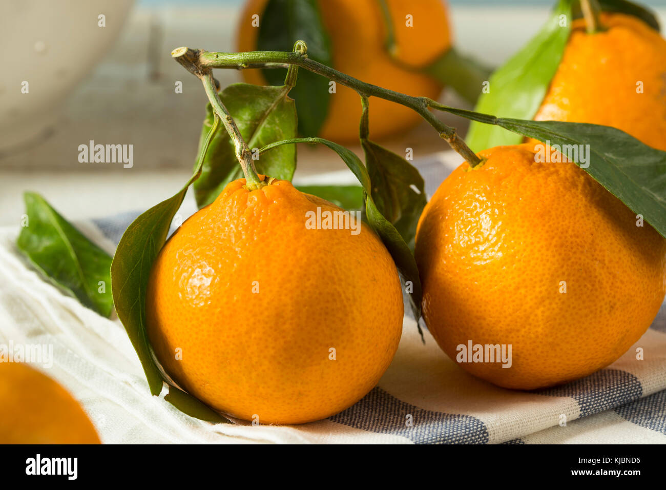 Healthy Raw Organic Satsuma Mandarin Oranges with Green Leaves Stock
