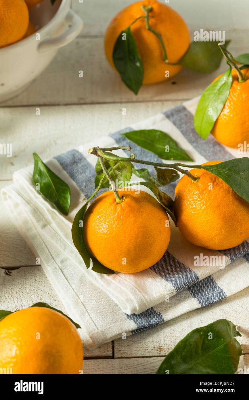 Healthy Raw Organic Satsuma Mandarin Oranges with Green Leaves Stock