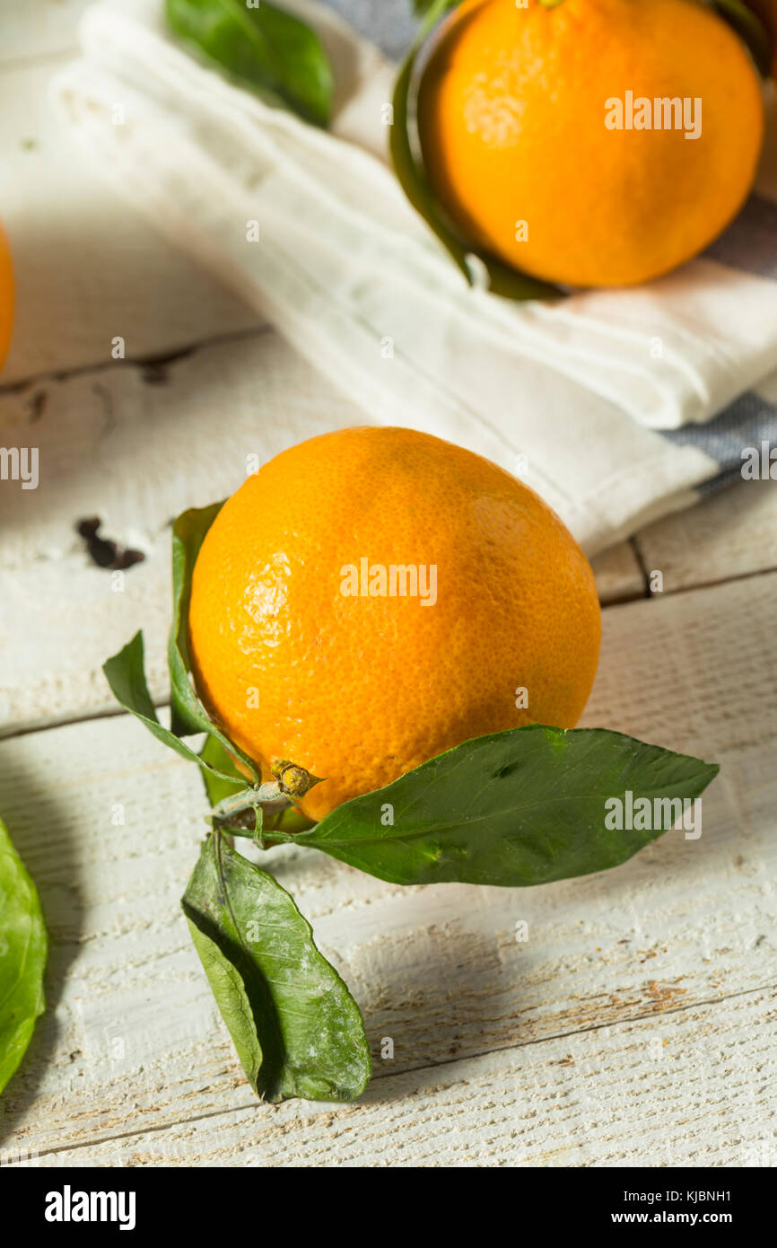Healthy Raw Organic Satsuma Mandarin Oranges with Green Leaves Stock Photo Alamy