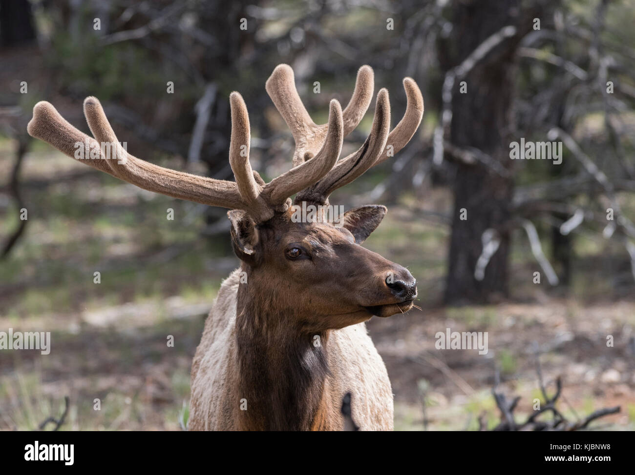 Grand Canyon male elk in spring, Grand Canyon National Park, Arizona