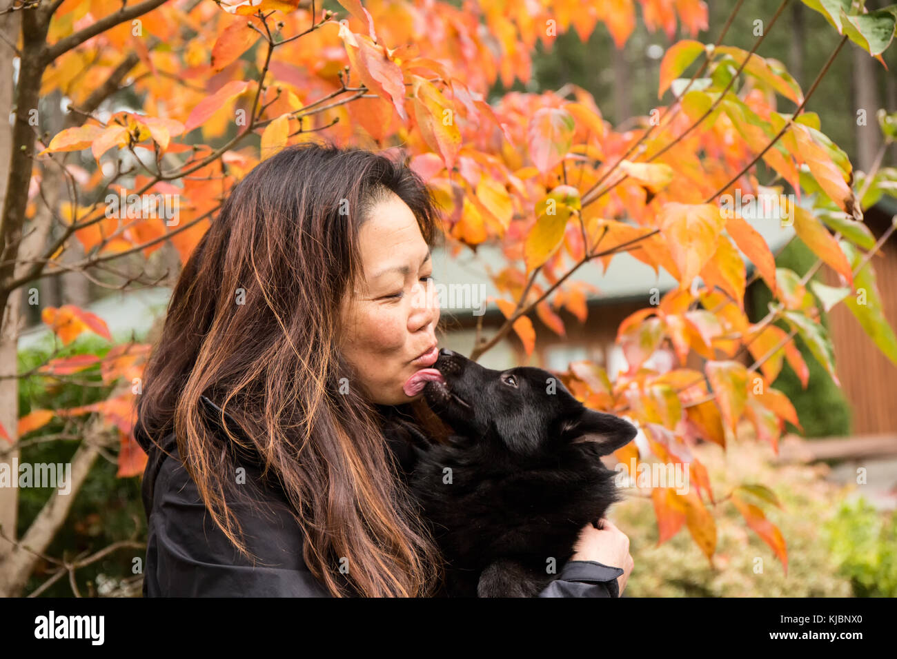 Woman holding her Schipperke puppy 'Cash' while he gives her 'doggy kisses' on an Autumn day in Maple Valley, Washington, USA Stock Photo