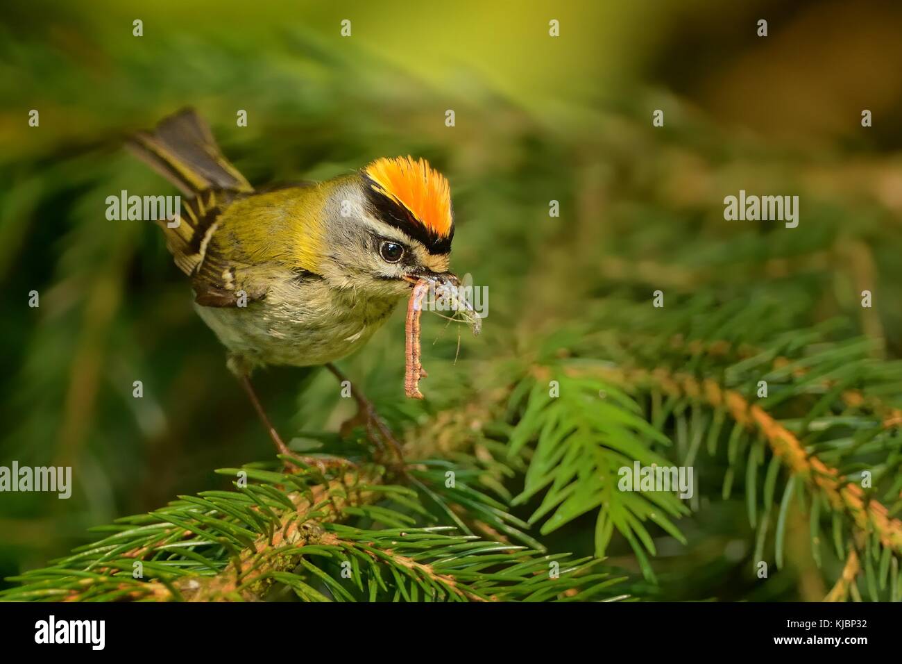 Firecrest - Regulus ignicapilla with the orange crest and his pray in the forest Stock Photo