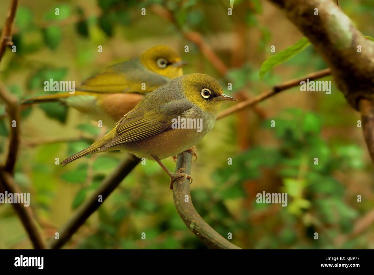 Zosterops lateralis - Silvereye - tauhou in the primeval forest in New Zealand Stock Photo