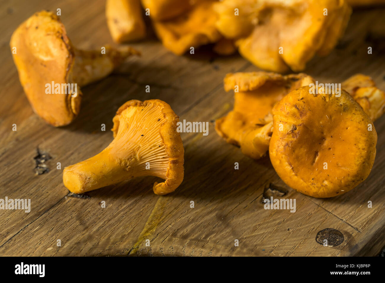 Raw Orange Organic Chanterelle Mushrooms Ready to Cook Stock Photo