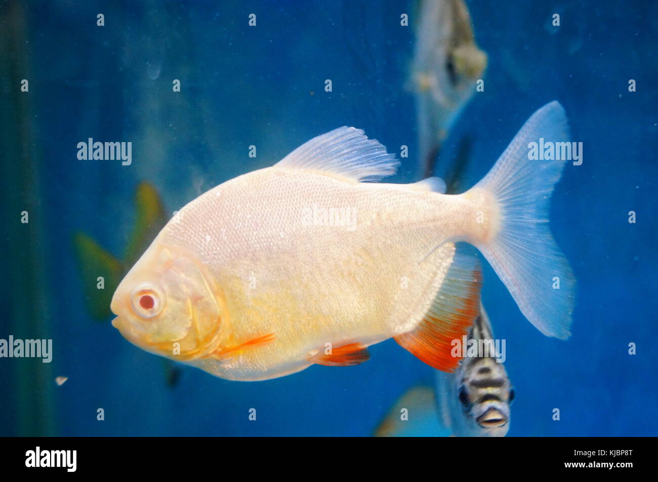 Ornamental fish swimming in the aquarium Pomfret, very beautiful Stock ...