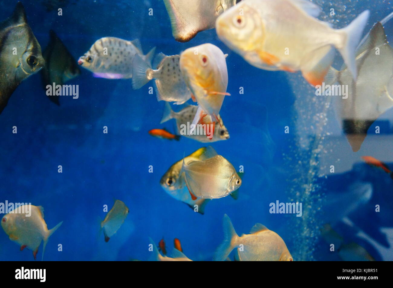 Ornamental fish swimming in the aquarium Pomfret, very beautiful Stock ...