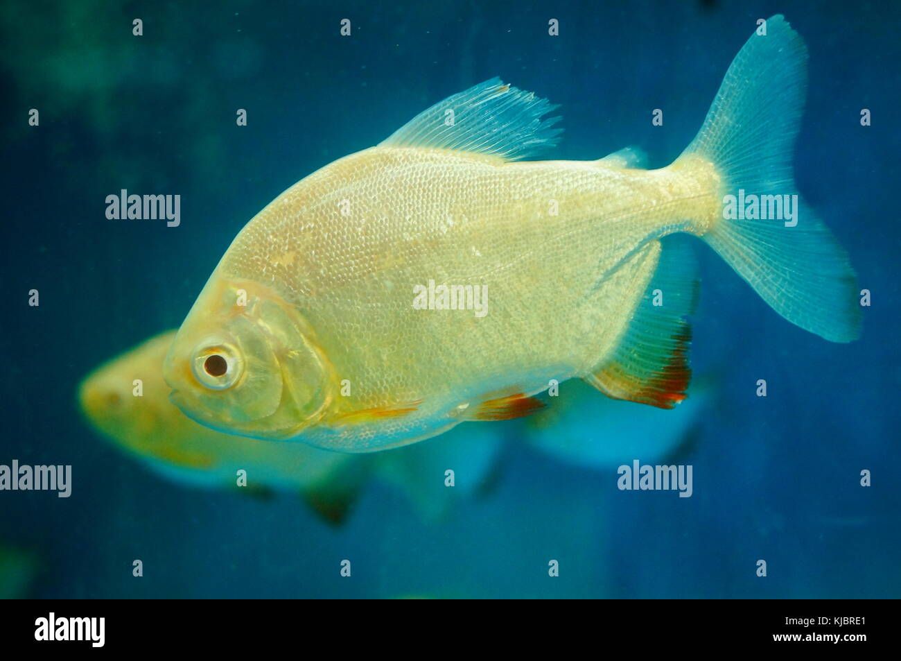 Ornamental fish swimming in the aquarium Pomfret, very beautiful Stock ...