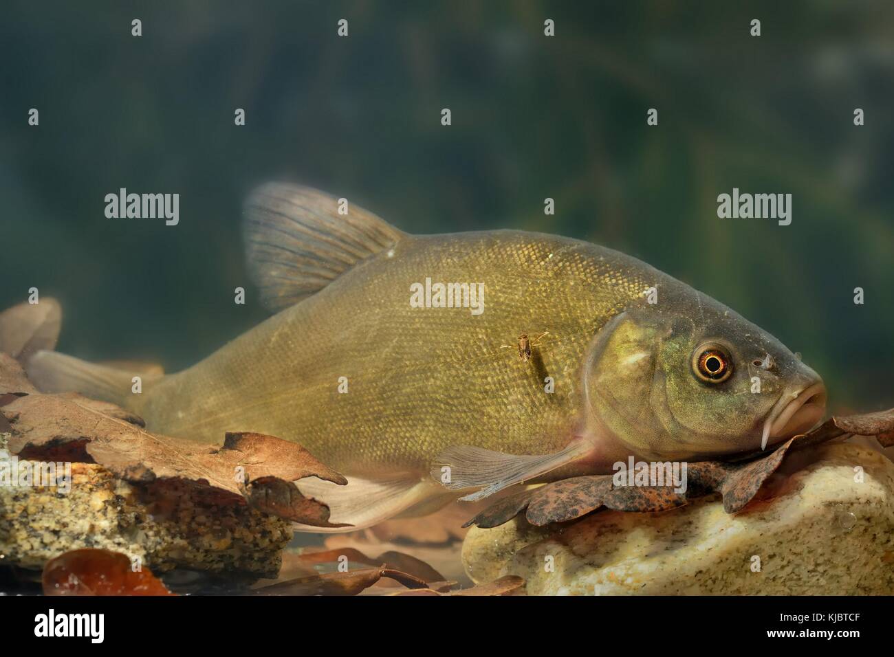 Doctor fish (Tinca tinca) captured under water. Tench with brown leaves on the bottom and dark green background. Fish under water. Stock Photo