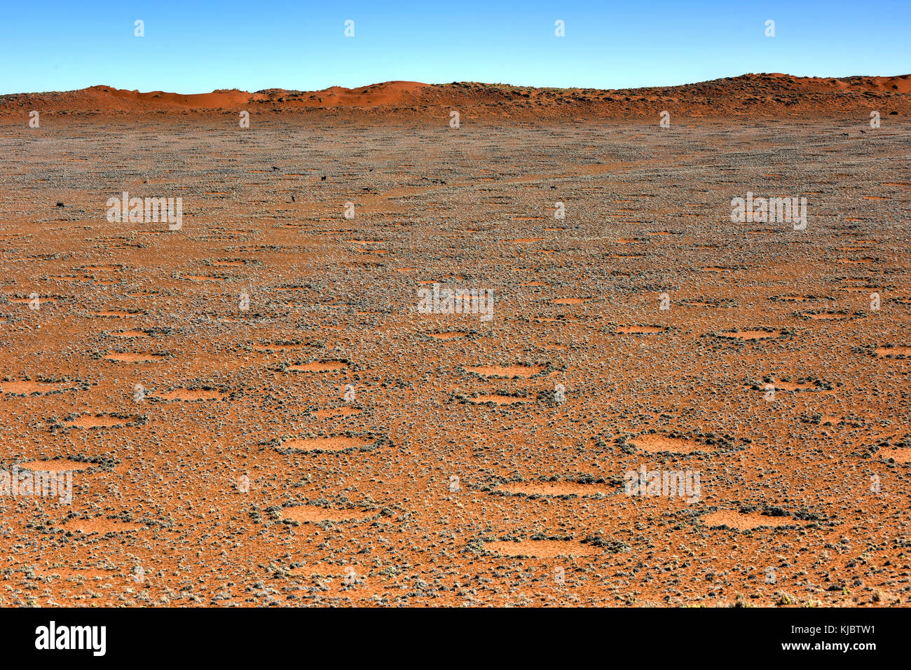 Fairy circles, located in the Namib Desert, in the NamibNaukluft