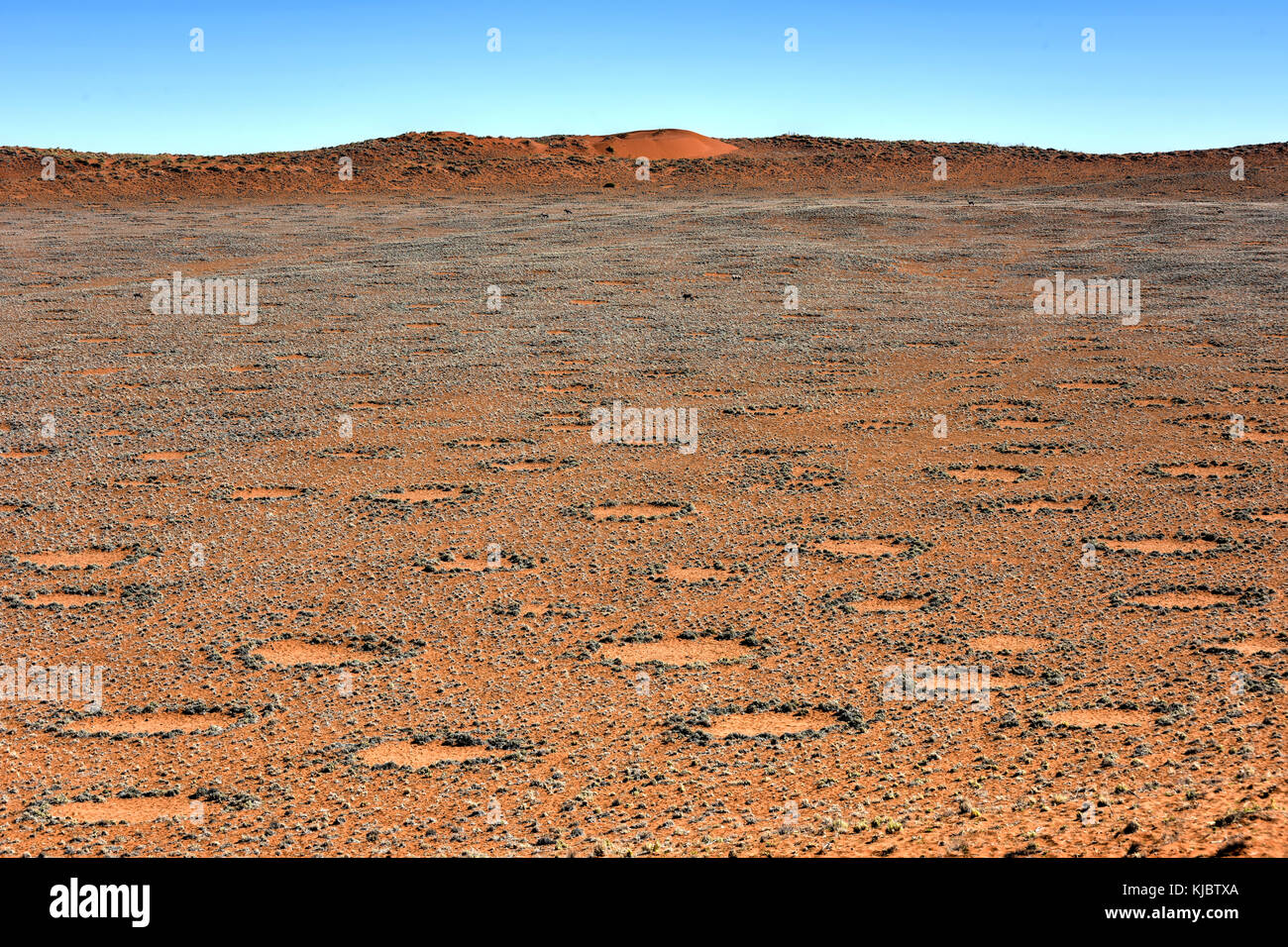 Fairy circles, located in the Namib Desert, in the NamibNaukluft