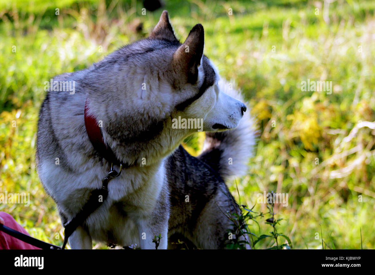 Dog next to trees hi-res stock photography and images - Alamy