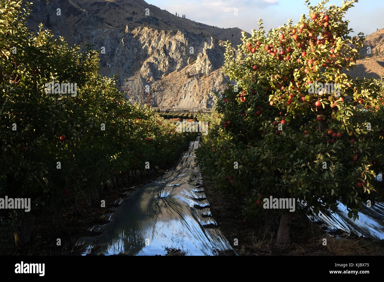 In the world famous apple growing region of eastern Washington, apples
