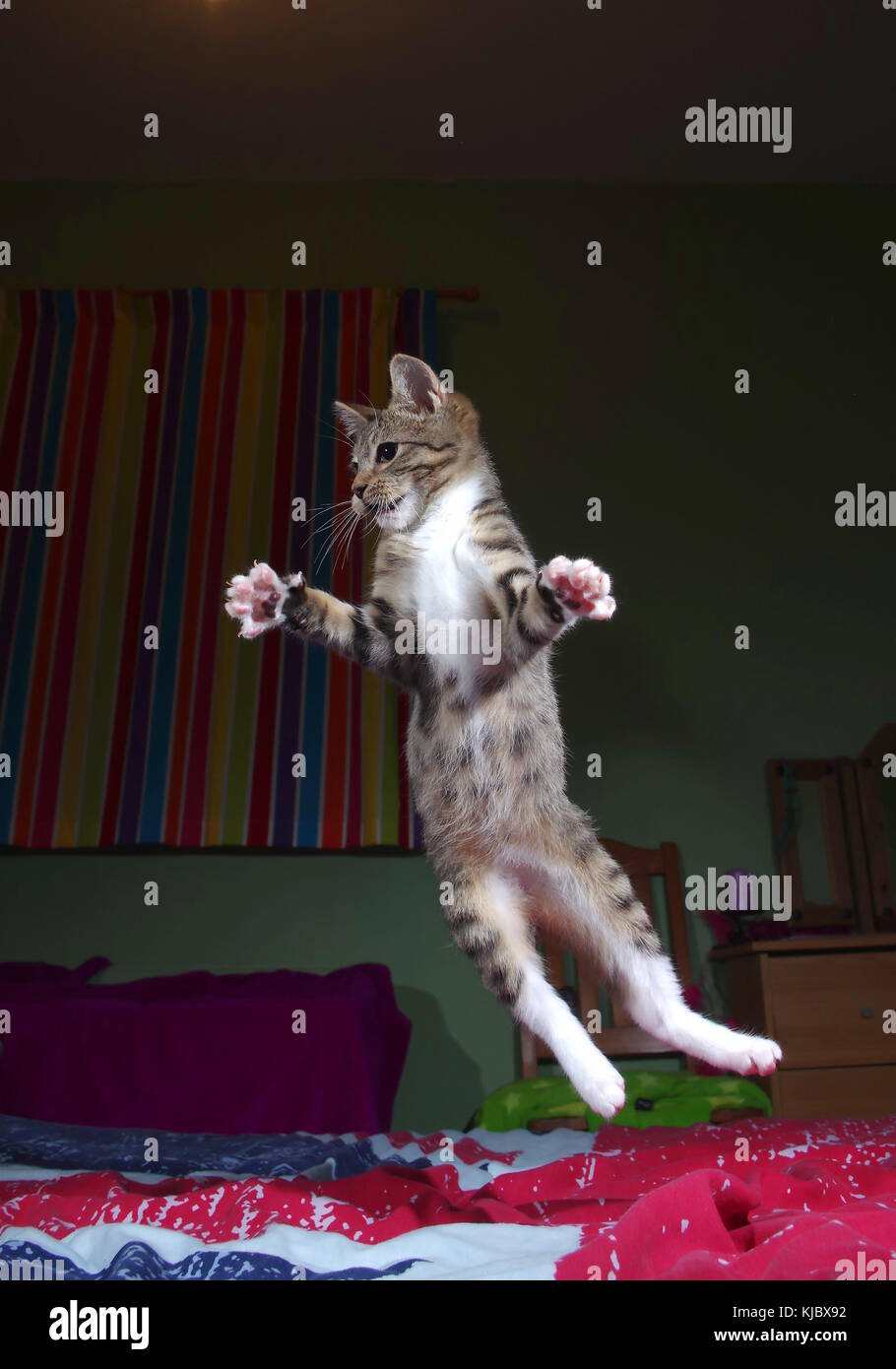 Tabby kitten jumping on bed Stock Photo Alamy
