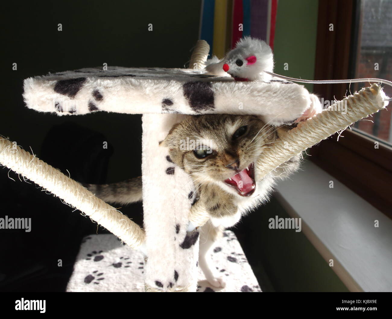 Playing kitty hires stock photography and images Alamy