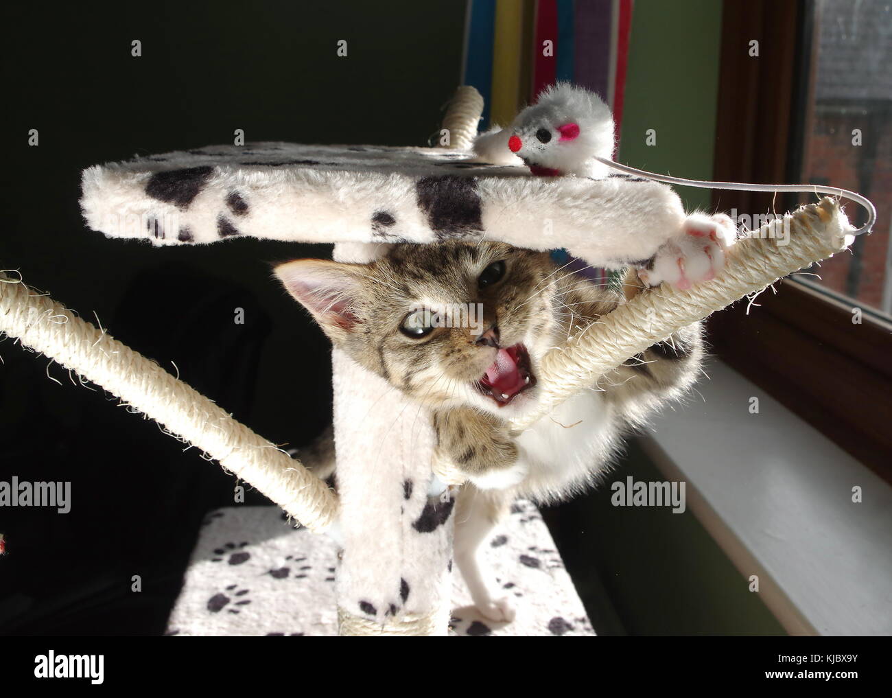 Playing kitty hires stock photography and images Alamy