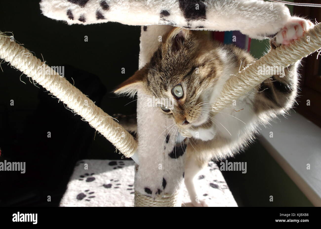 Kitten playing on cat tree Stock Photo Alamy