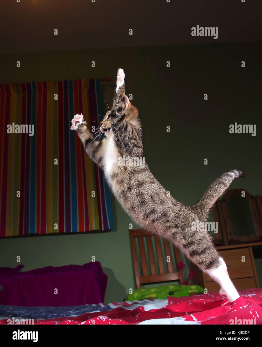 Tabby kitten jumping on bed Stock Photo Alamy