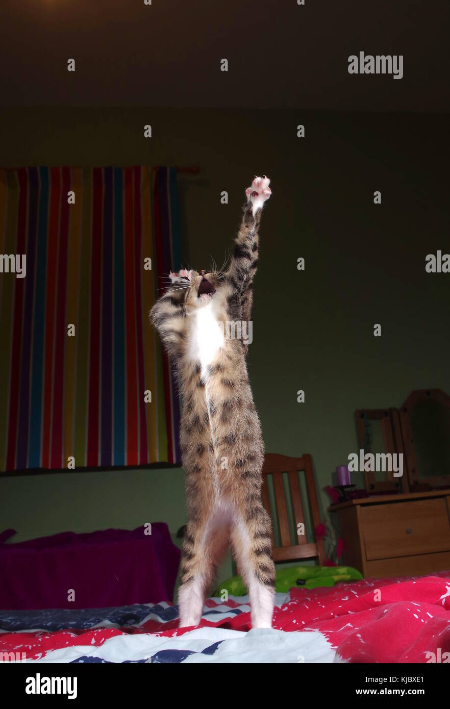 Tabby kitten jumping on bed Stock Photo Alamy