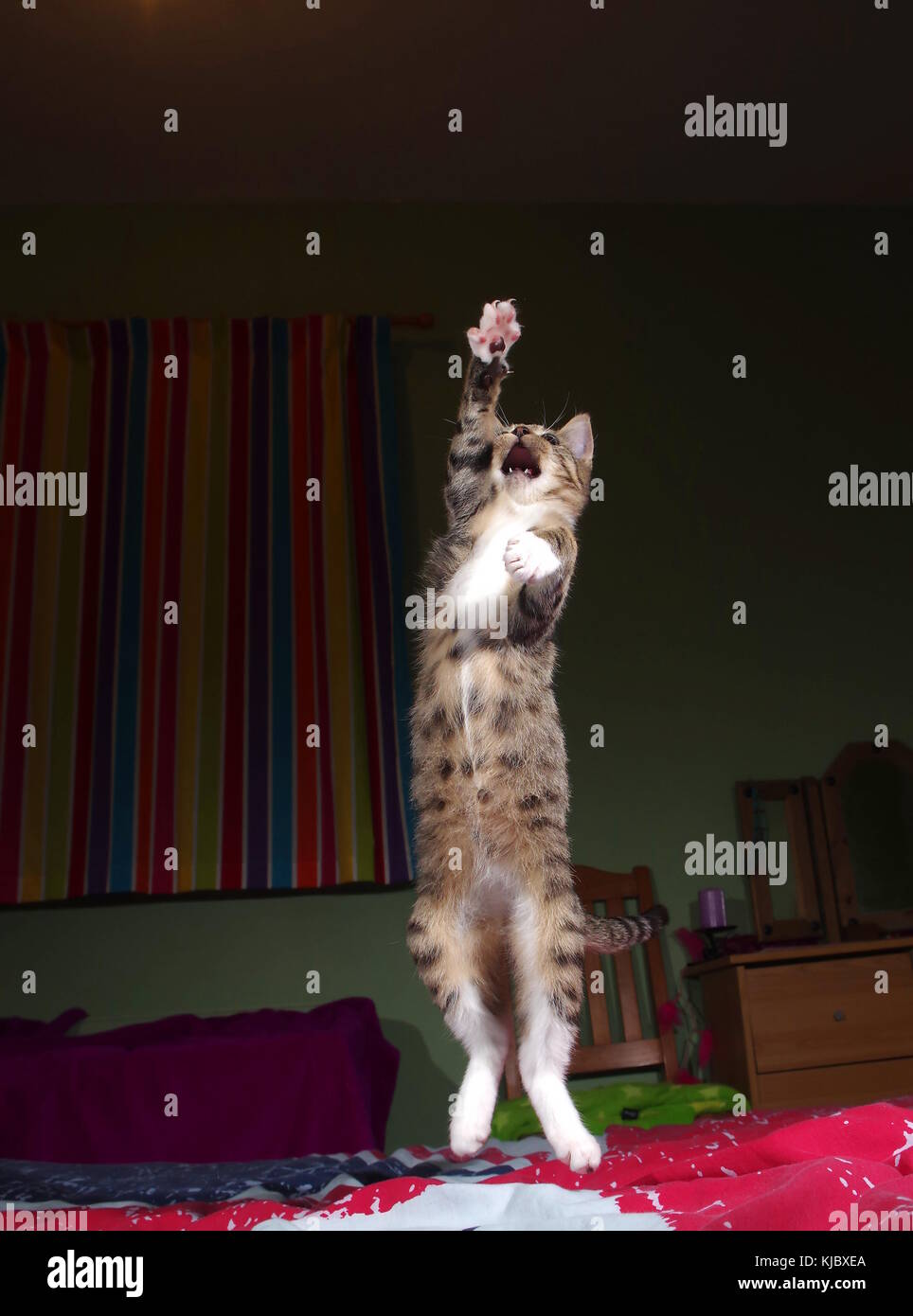 Tabby kitten jumping on bed Stock Photo Alamy