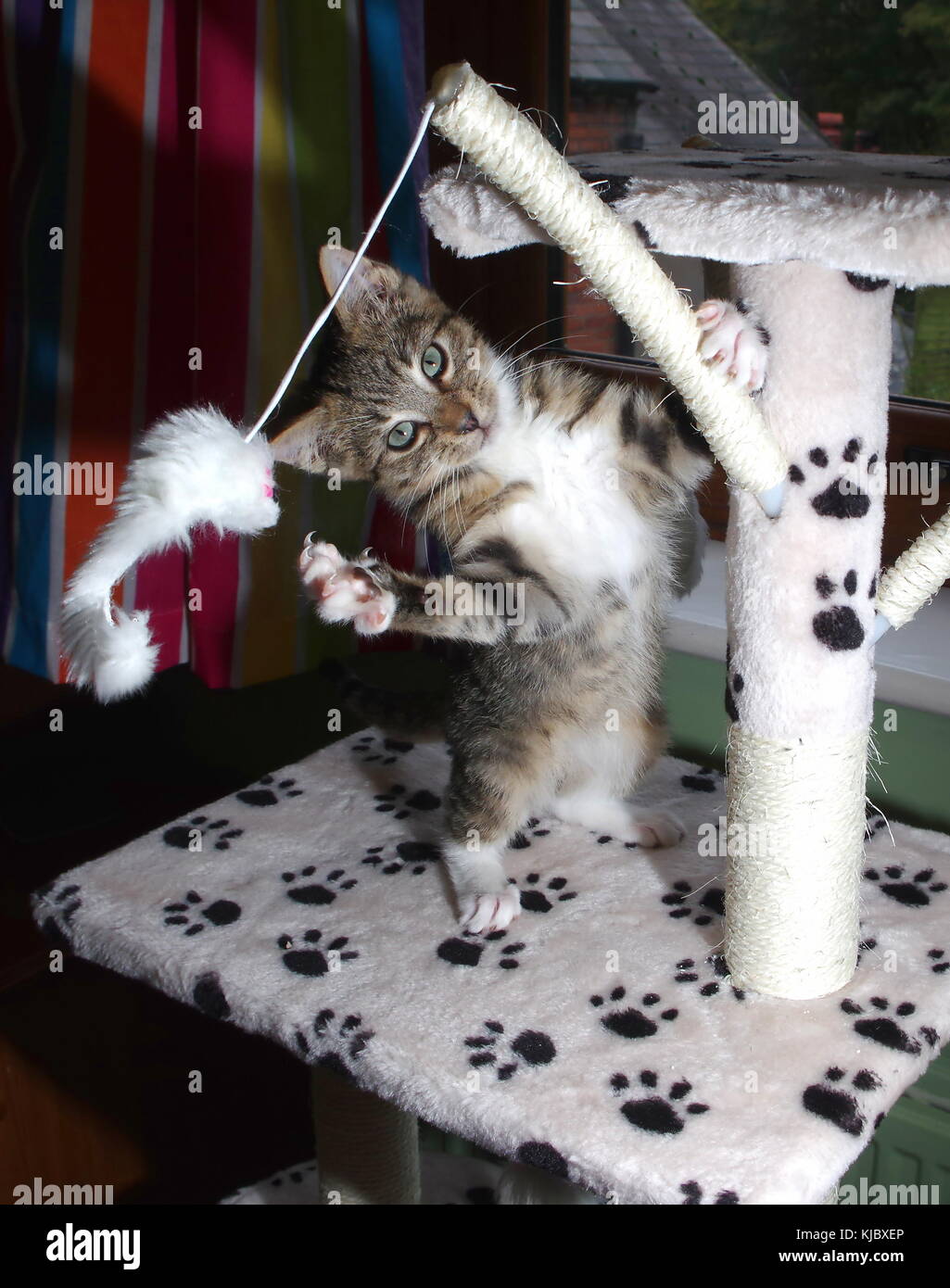 Kitten playing on cat tree Stock Photo Alamy
