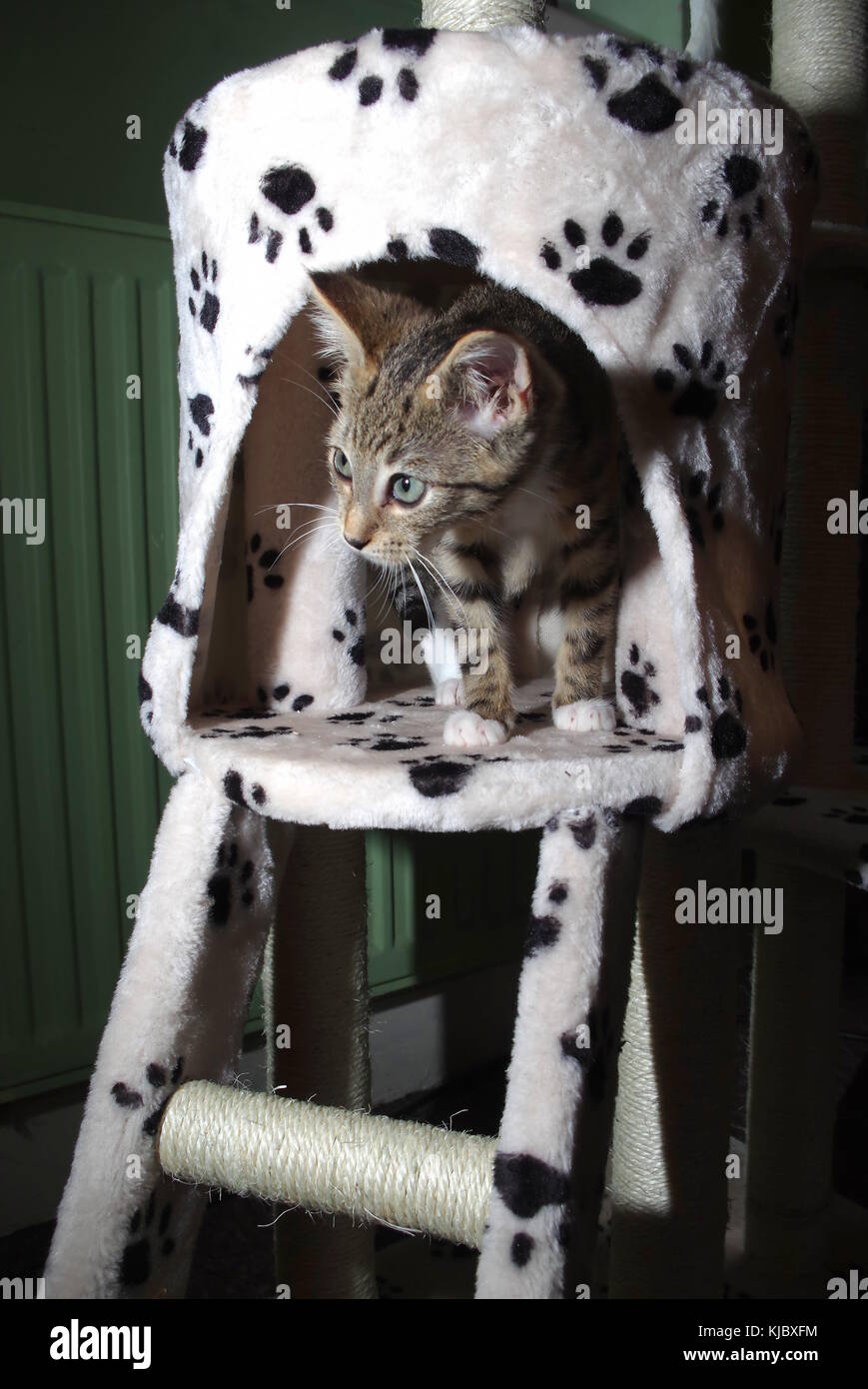 Kitten playing on cat tree Stock Photo Alamy