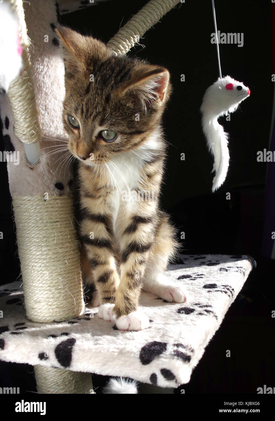 Kitten playing on cat tree Stock Photo Alamy