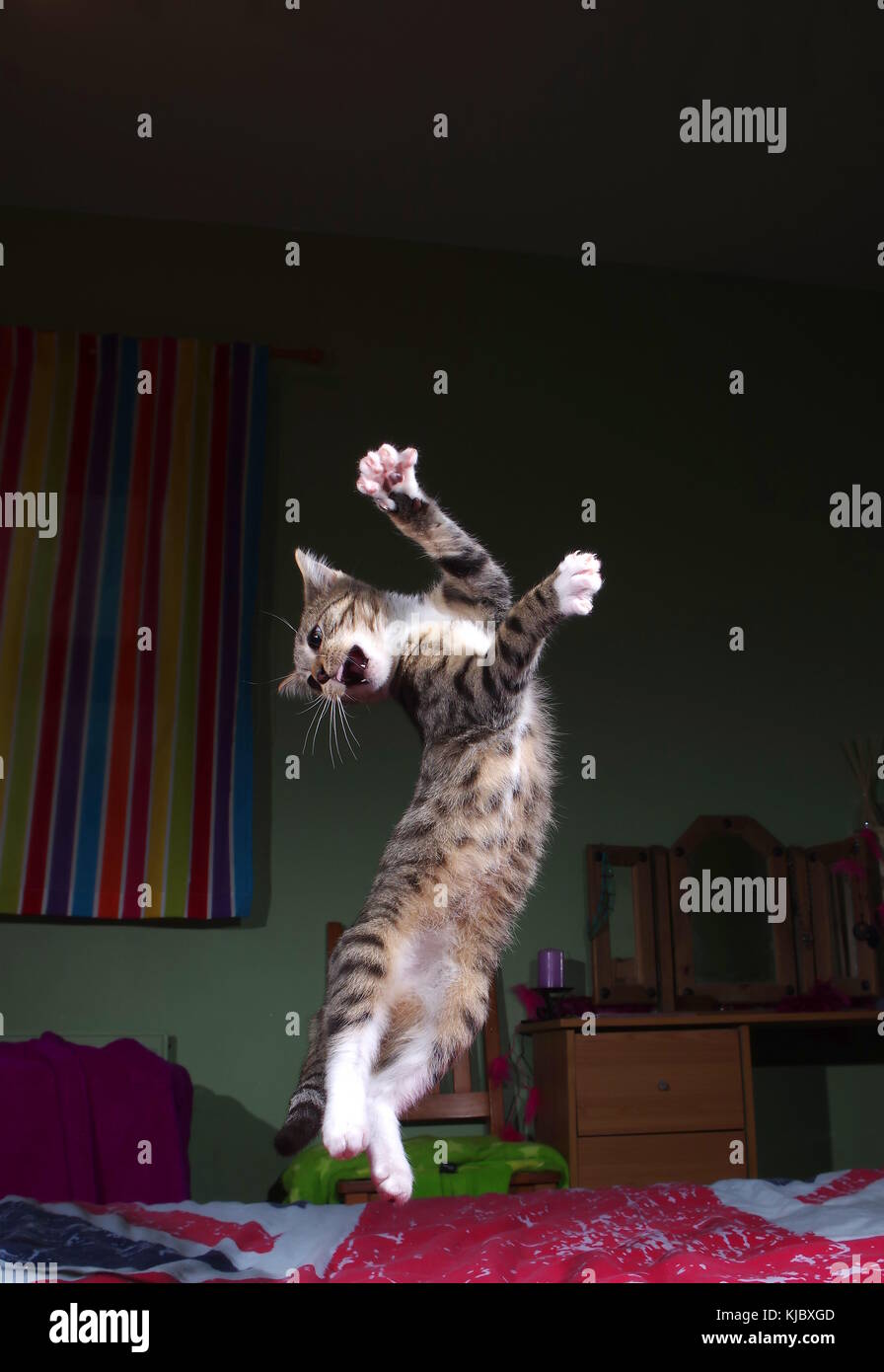 Tabby kitten jumping on bed Stock Photo