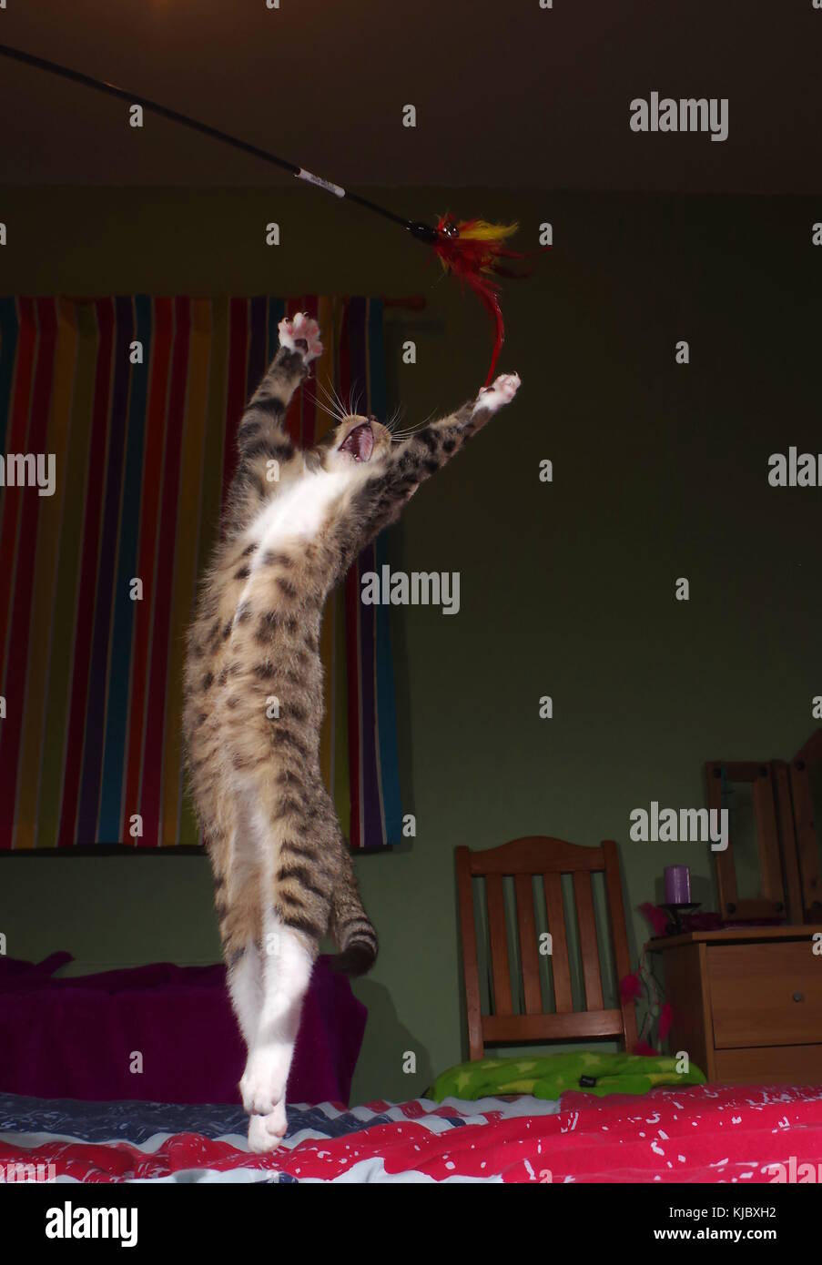 Tabby kitten jumping on bed Stock Photo Alamy