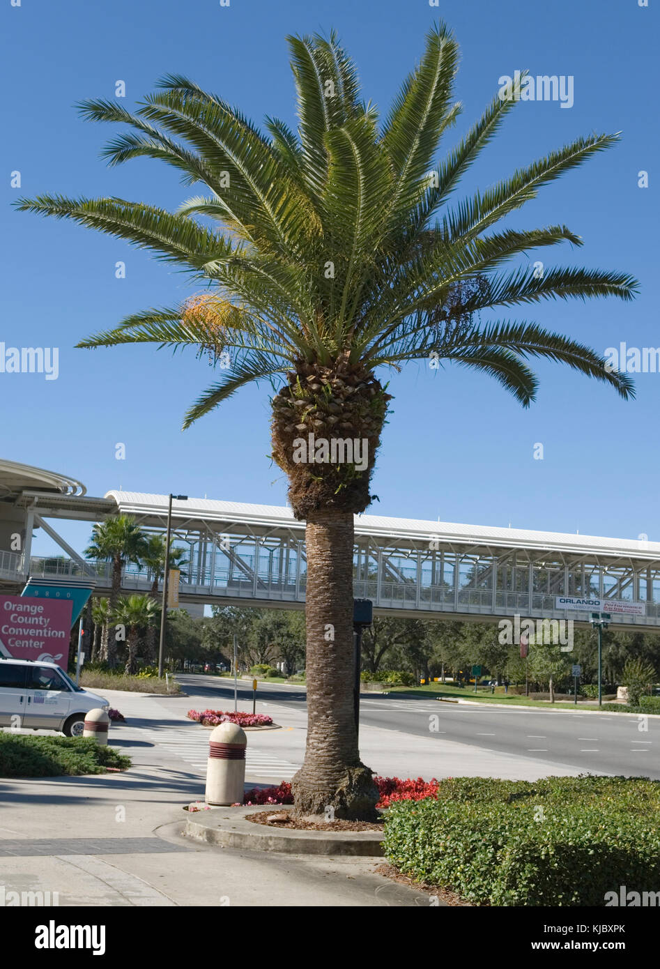 Canary island date palm florida hires stock photography and images Alamy