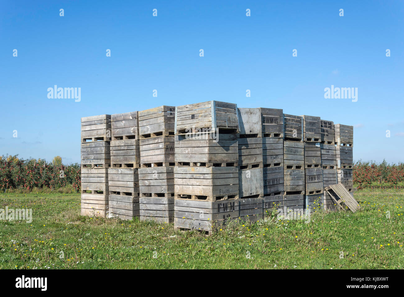 Wooden crates in apple orchard, near Ash Village, Kent, England, United Kingdom Stock Photo